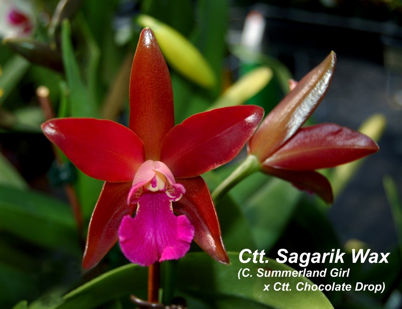 Ctt. Sagarik Wax 4 inch pot